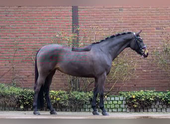 Koń reński, Klacz, 11 lat, 168 cm