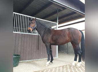 Koń reński, Klacz, 11 lat, 169 cm, Gniada