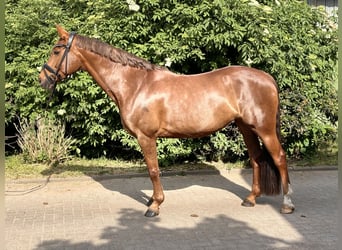 Koń reński, Klacz, 12 lat, 164 cm, Ciemnokasztanowata
