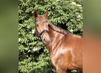 Koń reński, Klacz, 12 lat, 164 cm, Ciemnokasztanowata