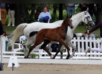 Koń reński, Klacz, 12 lat, 165 cm, Siwa