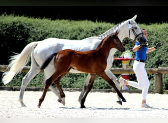 Koń reński, Klacz, 12 lat, 165 cm, Siwa