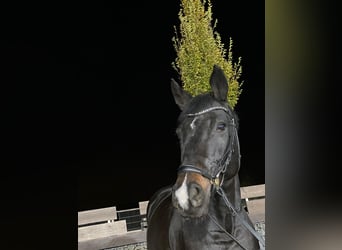 Koń reński, Klacz, 14 lat, 164 cm, Kara