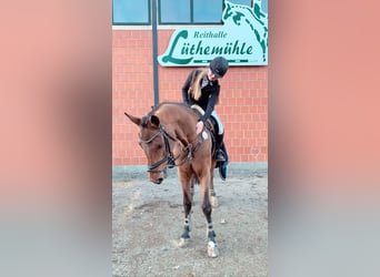 Koń reński, Klacz, 14 lat, 170 cm, Gniada