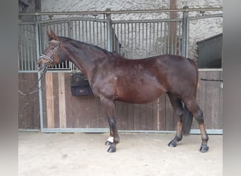 Koń reński, Klacz, 15 lat, 164 cm, Ciemnokasztanowata