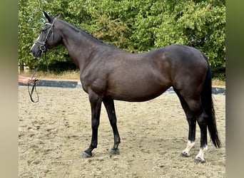 Koń reński, Klacz, 15 lat, 168 cm, Kara
