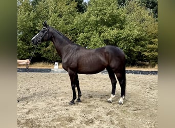 Koń reński, Klacz, 15 lat, 168 cm, Kara