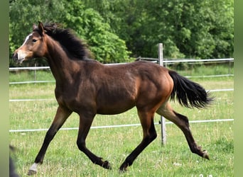 Koń reński, Klacz, 1 Rok, 170 cm, Ciemnogniada