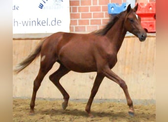 Koń reński, Klacz, 1 Rok