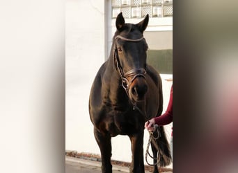 Koń reński, Klacz, 20 lat, 167 cm, Ciemnogniada