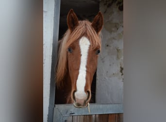 Koń reński, Klacz, 2 lat, 150 cm, Kasztanowata
