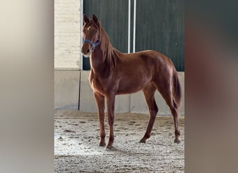 Koń reński, Klacz, 2 lat, 170 cm, Kasztanowata