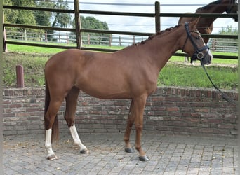 Koń reński, Klacz, 3 lat, 163 cm, Kasztanowata