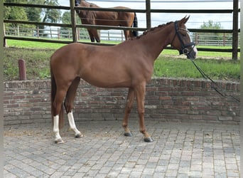 Koń reński, Klacz, 3 lat, 163 cm, Kasztanowata