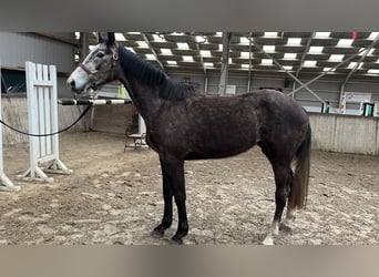 Koń reński, Klacz, 3 lat, 163 cm, Siwa