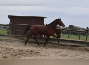 Koń reński, Klacz, 3 lat, 164 cm, Gniada