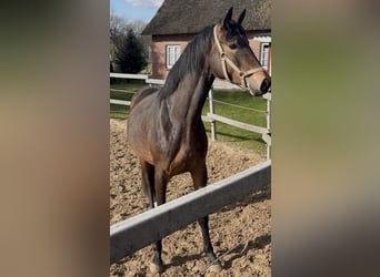 Koń reński, Klacz, 3 lat, 165 cm, Ciemnogniada