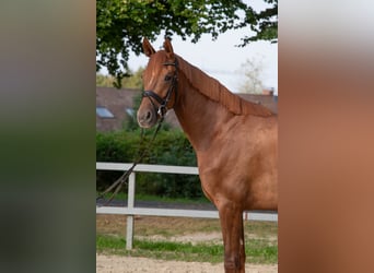 Koń reński, Klacz, 3 lat, 167 cm, Kasztanowata