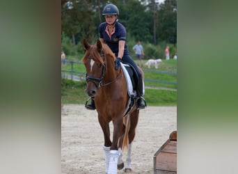 Koń reński, Klacz, 3 lat, 167 cm, Kasztanowata