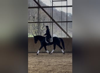 Koń reński, Klacz, 4 lat, 161 cm, Kara