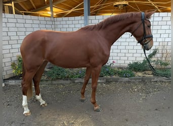 Koń reński, Klacz, 4 lat, 165 cm, Kasztanowata
