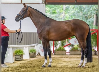 Koń reński, Klacz, 4 lat, 166 cm, Gniada