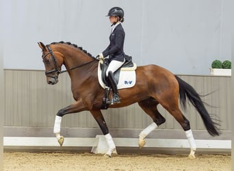 Koń reński, Klacz, 4 lat, 166 cm, Gniada