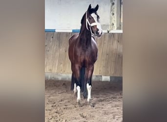 Koń reński, Klacz, 4 lat, 167 cm, Gniada