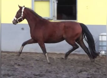 Koń reński, Klacz, 4 lat, 167 cm, Gniada