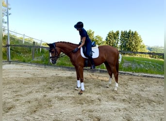 Koń reński, Klacz, 4 lat, 167 cm, Kasztanowata