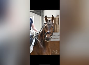Koń reński, Klacz, 4 lat, 168 cm, Ciemnogniada