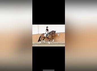 Koń reński, Klacz, 4 lat, 168 cm, Ciemnogniada