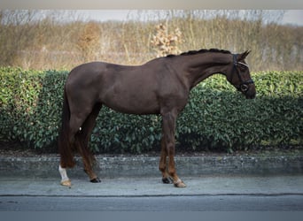 Koń reński, Klacz, 4 lat, 170 cm, Ciemnokasztanowata