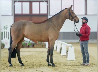 Koń reński, Klacz, 4 lat, Gniada