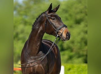 Koń reński, Klacz, 5 lat, 166 cm, Ciemnogniada