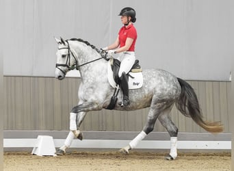 Koń reński, Klacz, 5 lat, 166 cm, Siwa