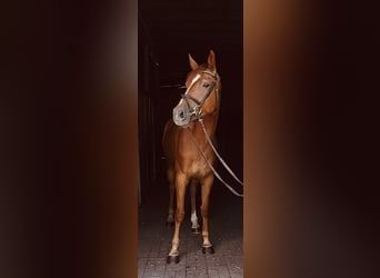 Koń reński, Klacz, 5 lat, 167 cm, Kasztanowata