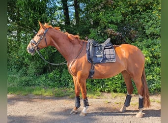 Koń reński, Klacz, 6 lat, 166 cm, Kasztanowata