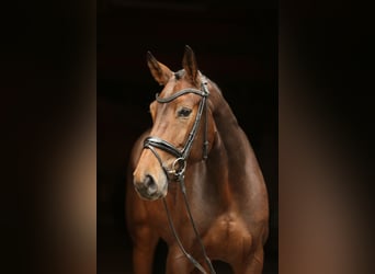Koń reński, Klacz, 6 lat, 168 cm, Ciemnogniada