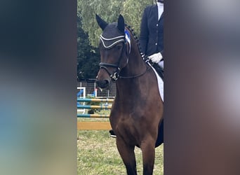 Koń reński, Klacz, 6 lat, 168 cm, Gniada