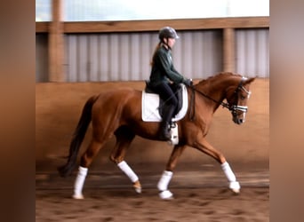 Koń reński, Klacz, 7 lat, 163 cm, Kasztanowata