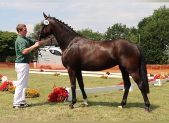Koń reński, Klacz, 7 lat, 164 cm, Skarogniada