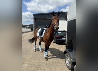 Koń reński, Klacz, 7 lat, 165 cm, Gniada