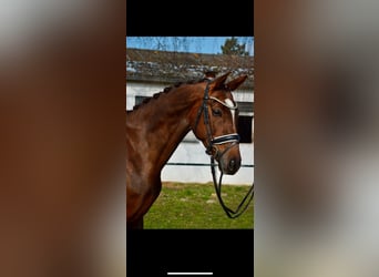 Koń reński, Klacz, 7 lat, 167 cm, Ciemnokasztanowata