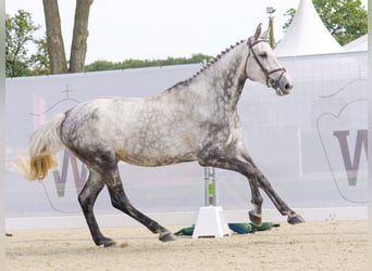Koń reński, Klacz, 7 lat, 173 cm, Siwa