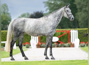Koń reński, Klacz, 7 lat, 173 cm, Siwa