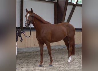 Koń reński, Klacz, 8 lat, 160 cm, Kasztanowata