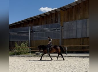 Koń reński, Klacz, 8 lat, 165 cm, Ciemnogniada