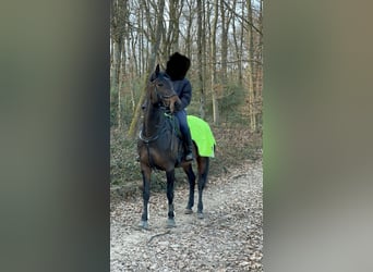 Koń reński, Klacz, 8 lat, 165 cm, Ciemnogniada