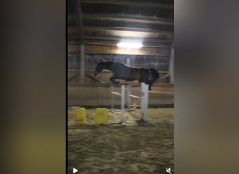 Koń reński, Klacz, 8 lat, 165 cm, Ciemnogniada